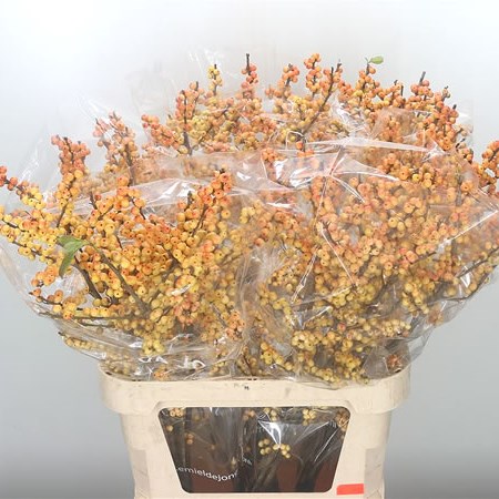 Ilex Julia
