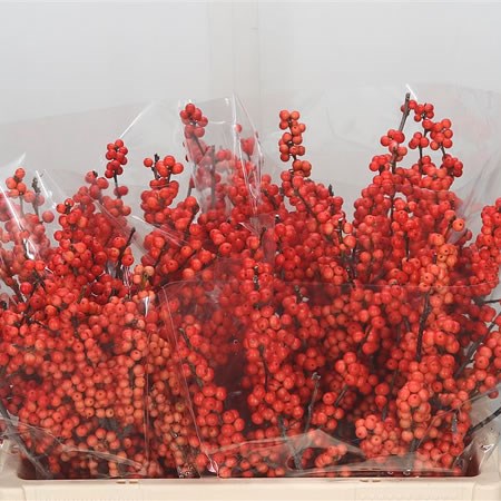 Ilex Larange