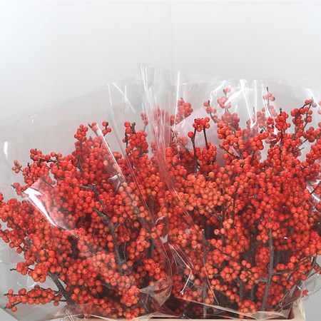 Ilex Larange