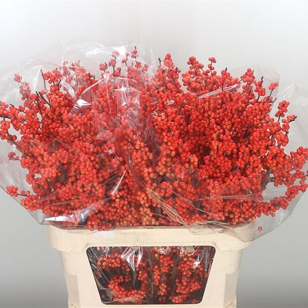 Ilex Larange