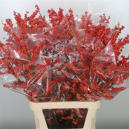 Ilex Oudendijks Orange