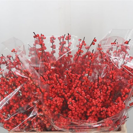 Ilex Oudendijks Orange