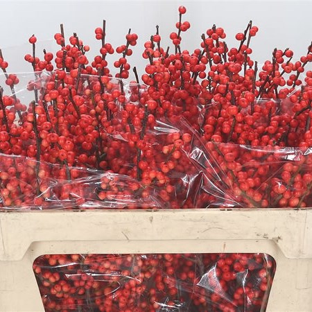 Ilex Oudendijks Orange