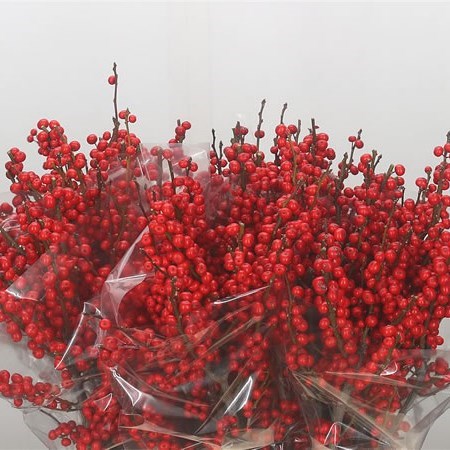 Ilex Verticillata (Bqt Grade)