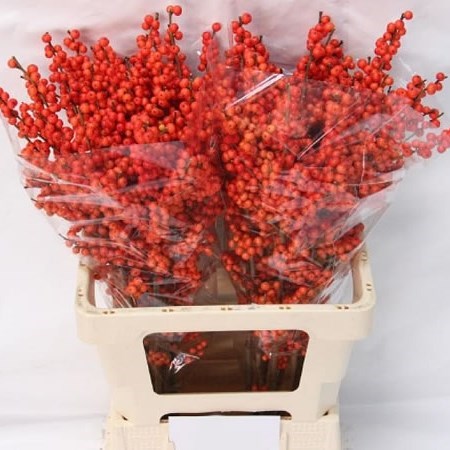 Ilex Verticulata Magical Times