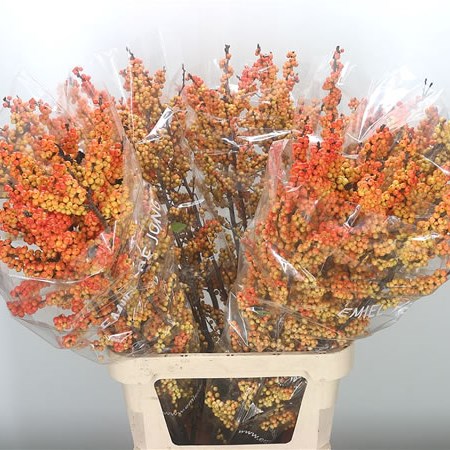 Ilex Victoria