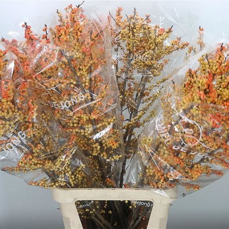 Ilex Victoria