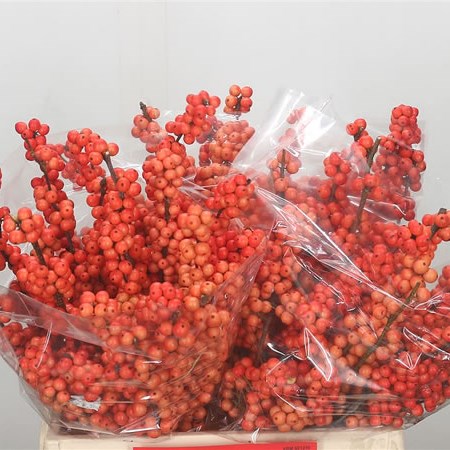 Ilex Winter Gold