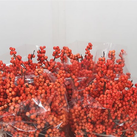 Ilex Winter Gold