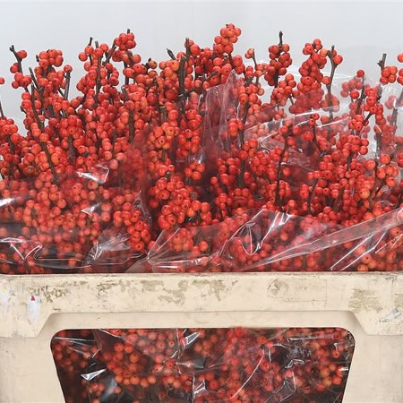 Ilex Winter Gold