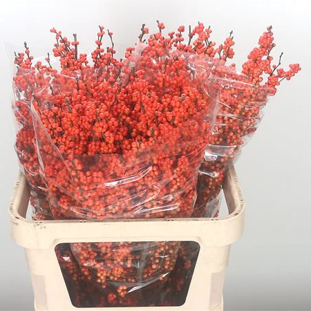 Ilex Winter Gold