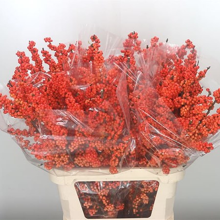 Ilex Winter Gold