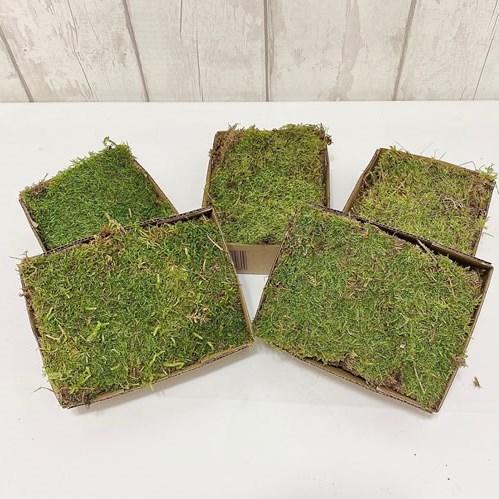 Indian Moss - Natural (5 boxes)