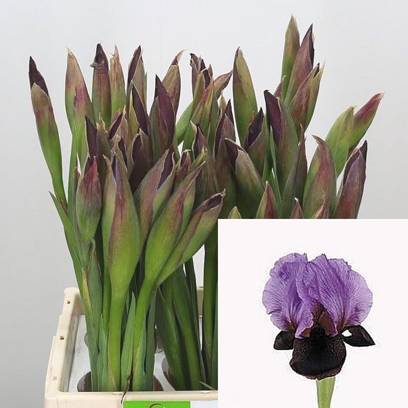 Iris Atropupurea Ziv