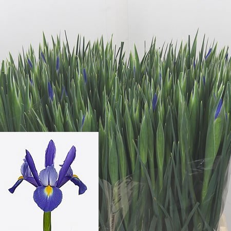 Iris Chopin