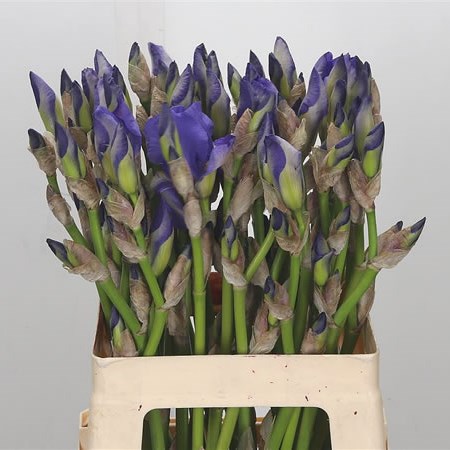 Iris Germanica