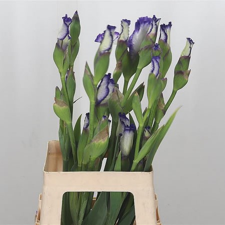 Iris Germanica