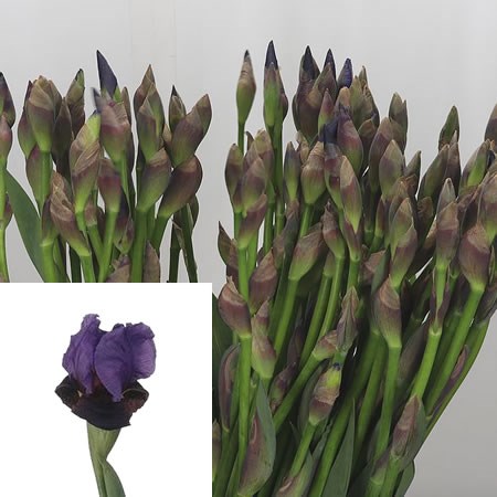 Iris Germanica Cup Race
