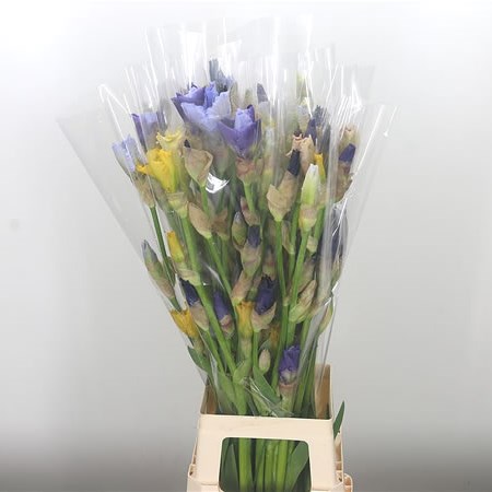 Iris Germanica Mix