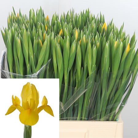 Iris Golden Beauty