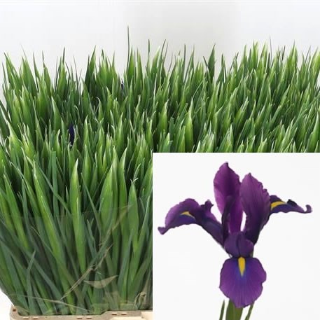 Iris Hong Kong
