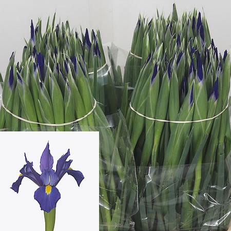 Iris Missouri