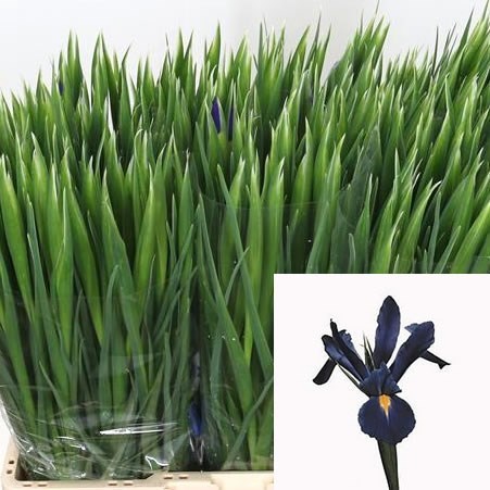 Iris Prof Blaauw (Extra)