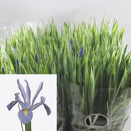 Iris Shanghai