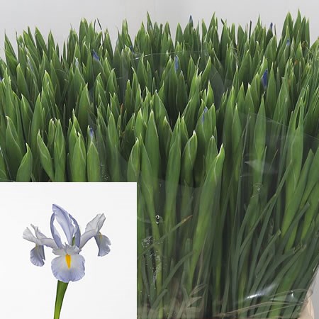 Iris Skydiver