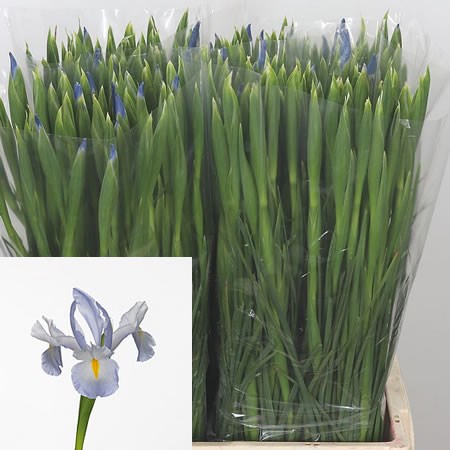  Iris Skydiver