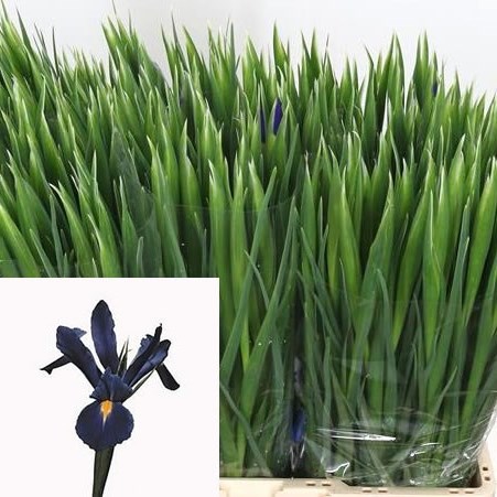 IRIS PROF BLAAUW