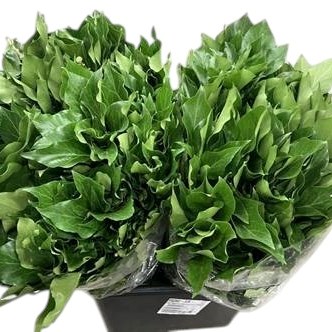 Ivy Aborescens