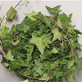 Ivy Trails Green 100cm