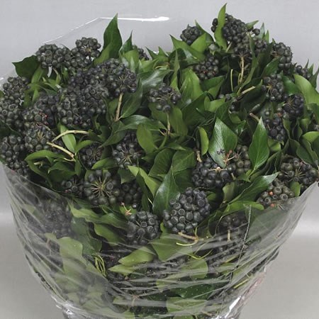 Ivy in Berry