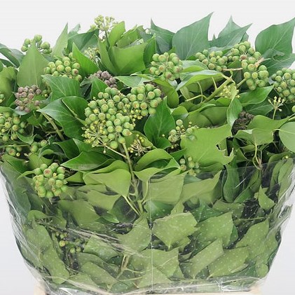 Ivy in Berry