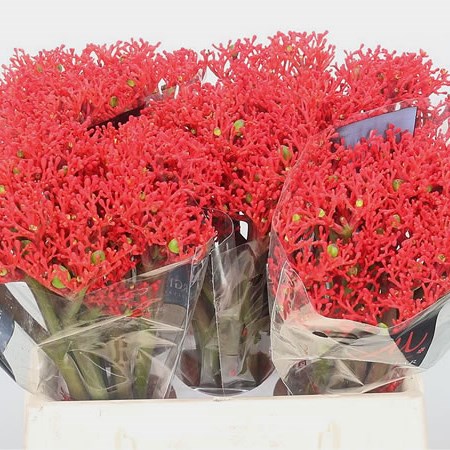 Jatropha Firecracker
