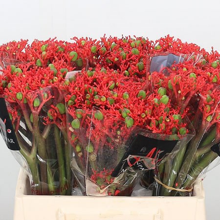 Jatropha Podagrica Firecracker