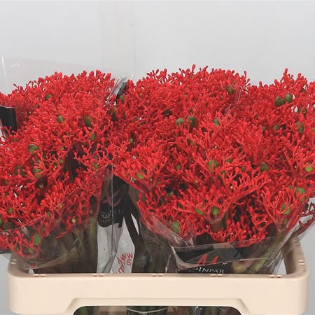 Jatropha Podagrica Firecracker