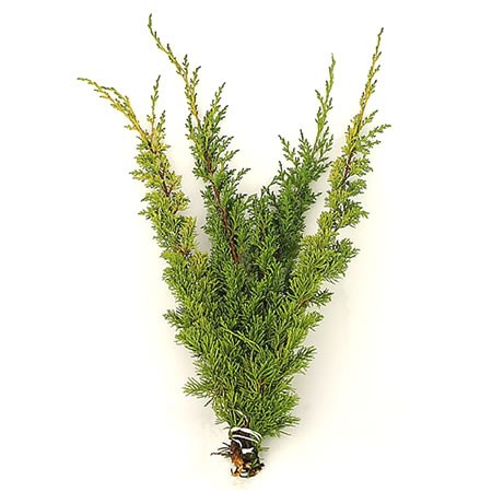 Juniper Aurea (3Kg Bundle)