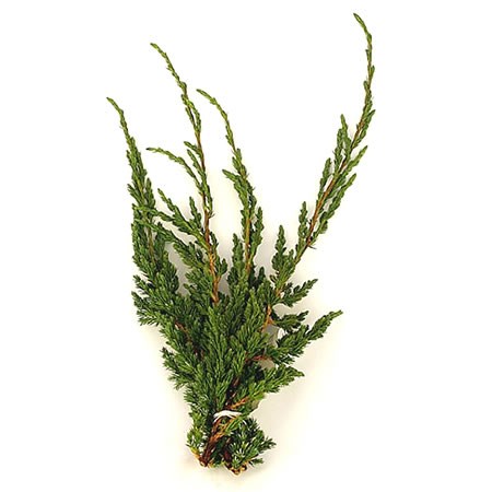 Juniper Meyeri (3Kg Bundle)