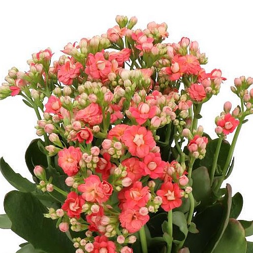 KALANCHOE DIAMOND CHERRY
