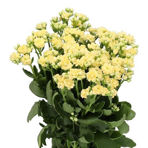 KALANCHOE DIAMOND CREAM