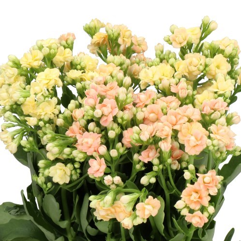 KALANCHOE DIAMOND SALMON