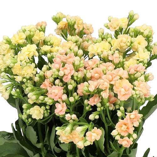KALANCHOE DIAMOND SALMON