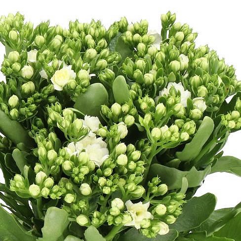 KALANCHOE DIAMOND WHITE