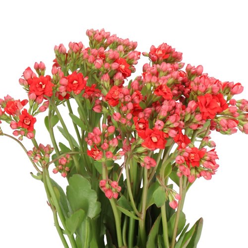 KALANCHOE PRETTY RED MEADOW