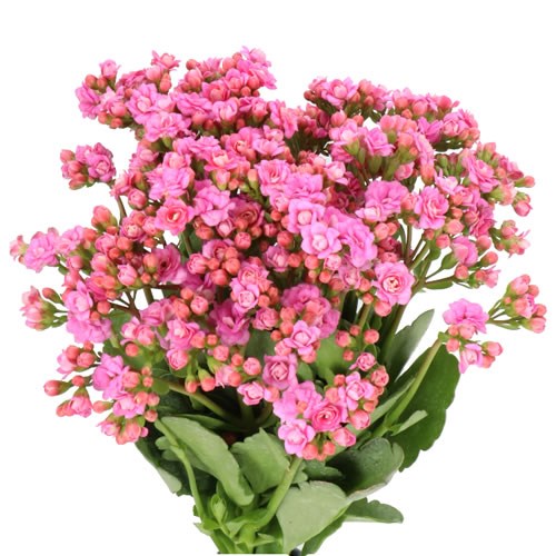 KALANCHOE TAFFY PINK MEADOW