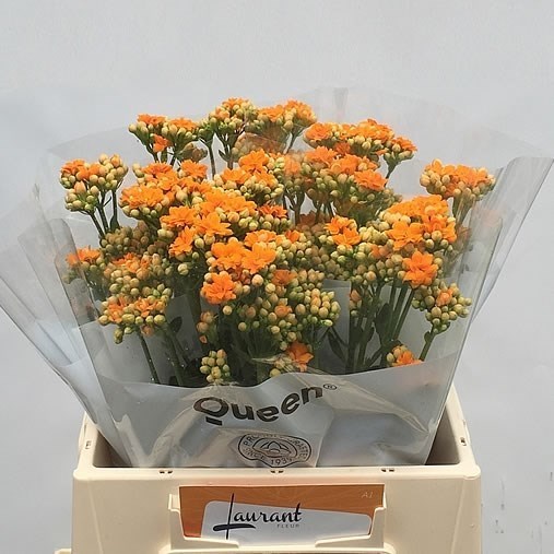KALANCHOE WARM ORANGE MEADOW