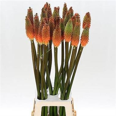 KNIPHOFIA ALCAZAR