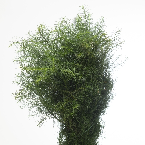 Cryptomeria Elegans